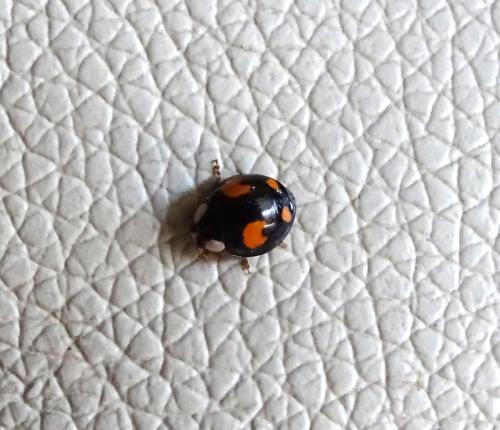 Réf. 342 536 : Harmonia axyridis